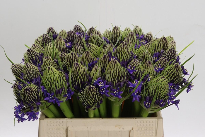 <h4>Scilla Peruviana</h4>