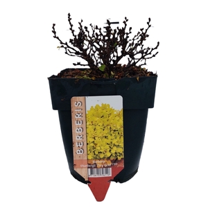 Berberis th. 'Tiny Gold' P17