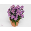 Aster Starletta Serie pink