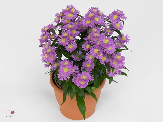 Aster Starletta Serie pink