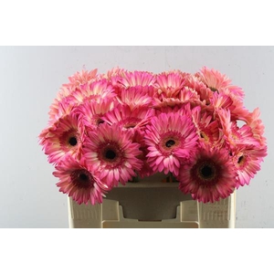 Ge Gr Hippie Chic (pink/creme)