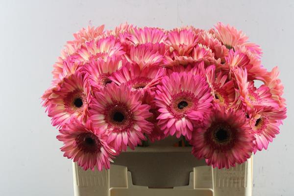 <h4>Ge Gr Hippie Chic (pink/creme)</h4>