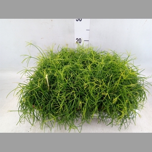 Rhipsalis cassutha