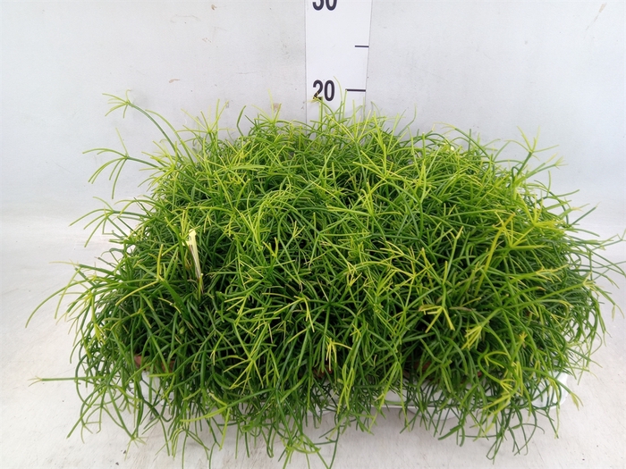 <h4>Rhipsalis cassutha</h4>