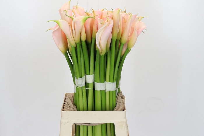 Zantedeschia Eydolls Salmon