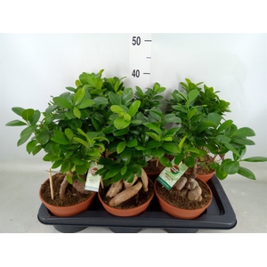 Ficus microcarpa 'Ginseng'