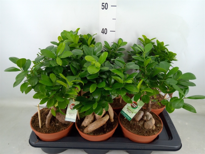 <h4>Ficus microcarpa 'Ginseng'</h4>