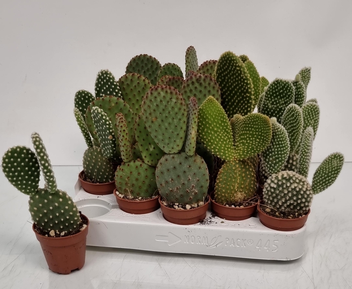 <h4>OPUNTIA MICRODASYS</h4>