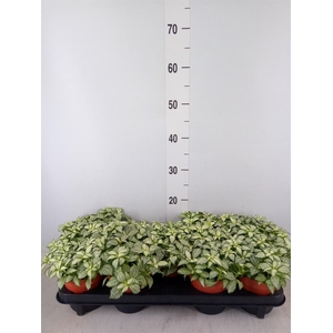 Fittonia  'Mosaic White Forest Fla'