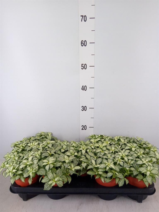 <h4>Fittonia  'Mosaic White Forest Fla'</h4>