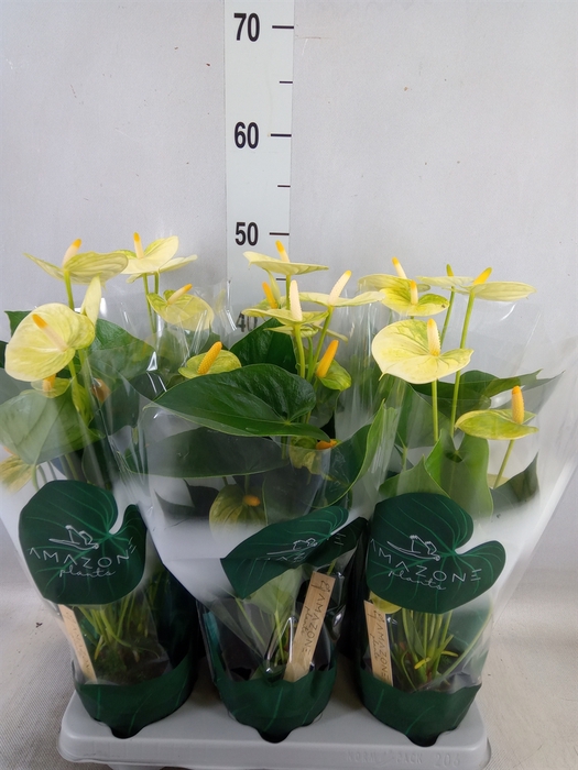 <h4>Anthurium andr. 'Vanilla'</h4>