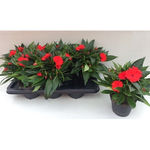 IMPAT CP BRIGHT RED