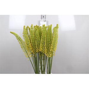 Eremurus Lucia-ro