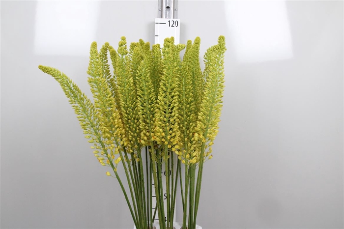 <h4>Eremurus Lucia-ro</h4>