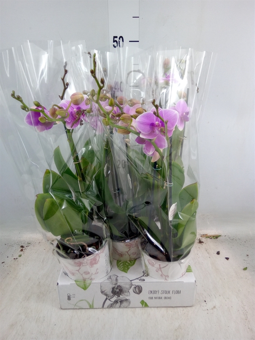 <h4>Phalaenopsis   ...rose</h4>