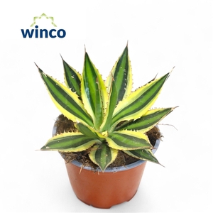 Agave ssp. Mediopicta