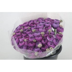 Ran Cloni Ex Nonno Antonio Parmela