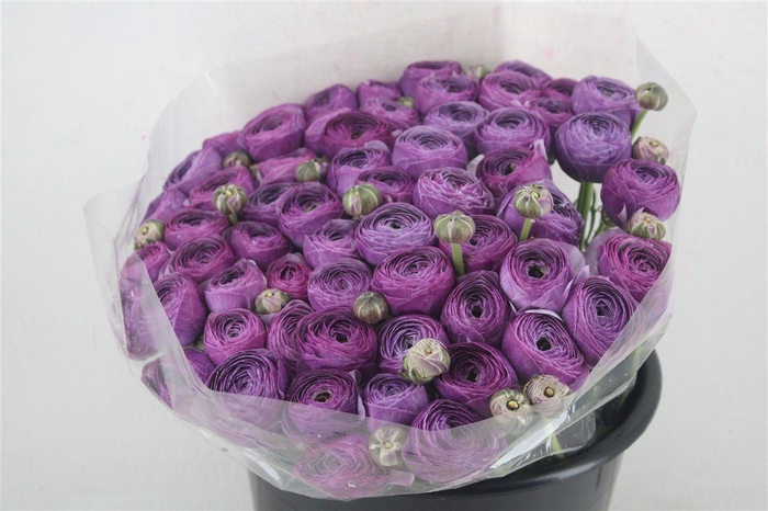 <h4>Ran Cloni Ex Nonno Antonio Parmela</h4>