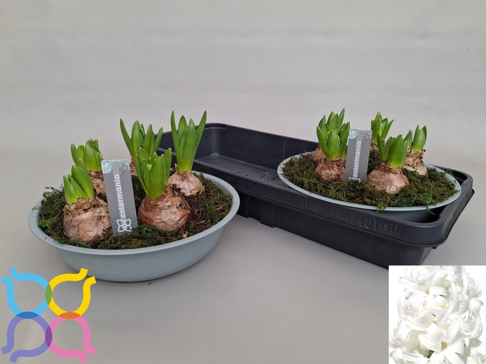 <h4>ARR HYACINTH</h4>