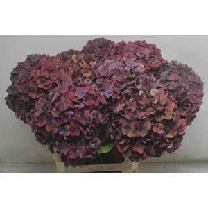 HYDR M MIDNIG SKY CL