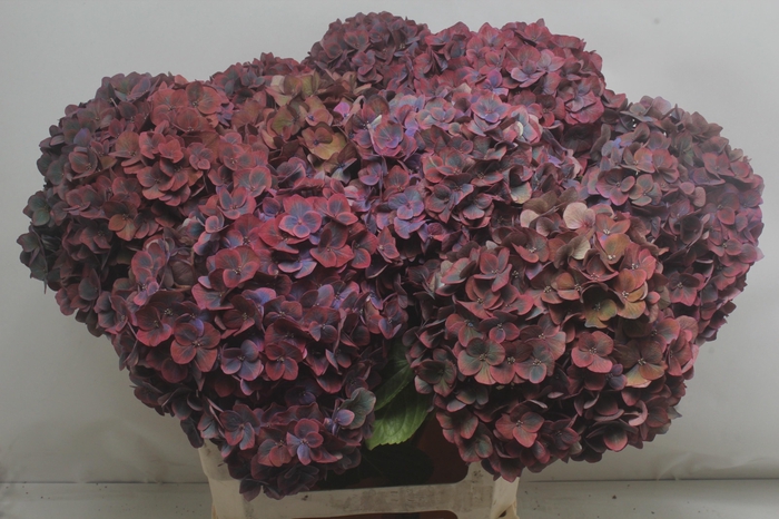 <h4>HYDR M MIDNIG SKY CL</h4>