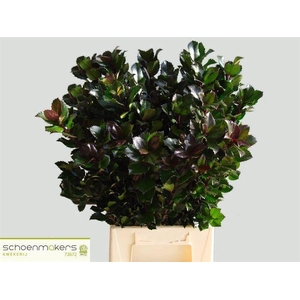 ILEX BL M BLU PRINCE