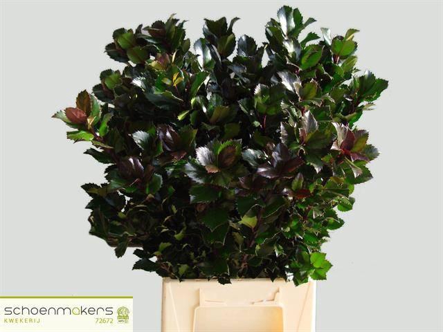 <h4>ILEX BL M BLU PRINCE</h4>