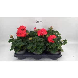 Pelargonium p.x z. 'Toscana Senna'