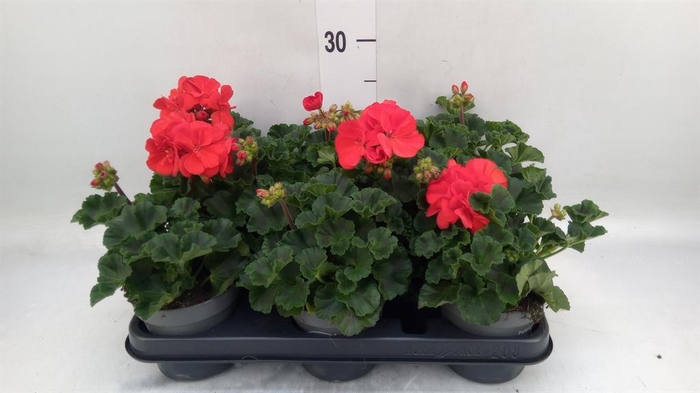 <h4>Pelargonium p.x z. 'Toscana Senna'</h4>