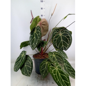 Anthurium crys. 'Karma Crystal Hyb'