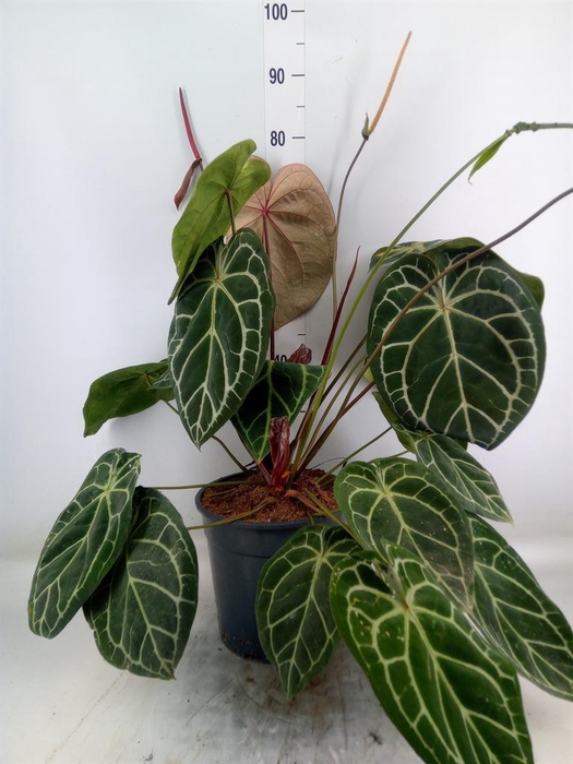 <h4>Anthurium crys. 'Karma Crystal Hyb'</h4>