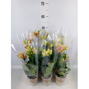 Phalaenopsis multi. 'Ant Grossetto'