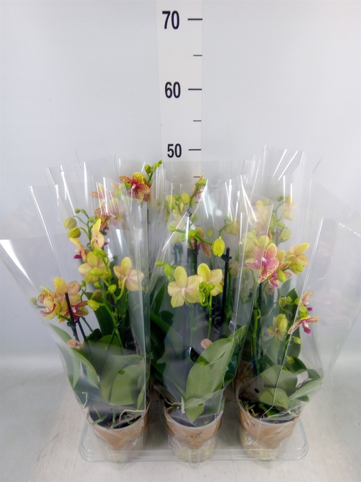 <h4>Phalaenopsis multi. 'Ant Grossetto'</h4>