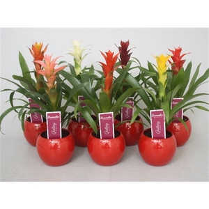 Guzmania gemengd in rode bolpot