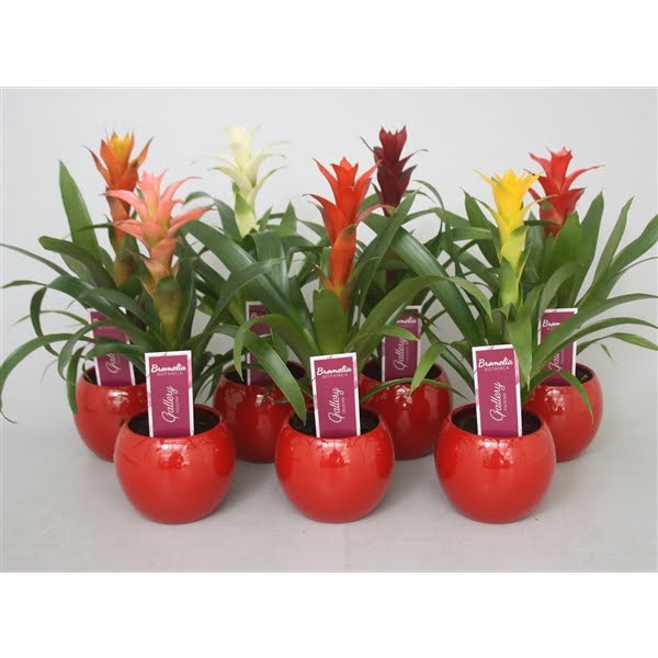 <h4>Guzmania gemengd in rode bolpot</h4>