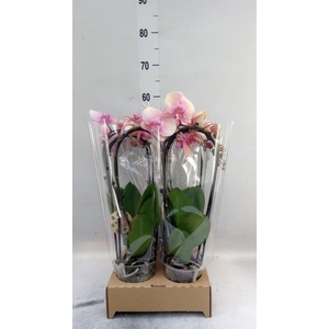 Phalaenopsis  'Elegant Cascade'