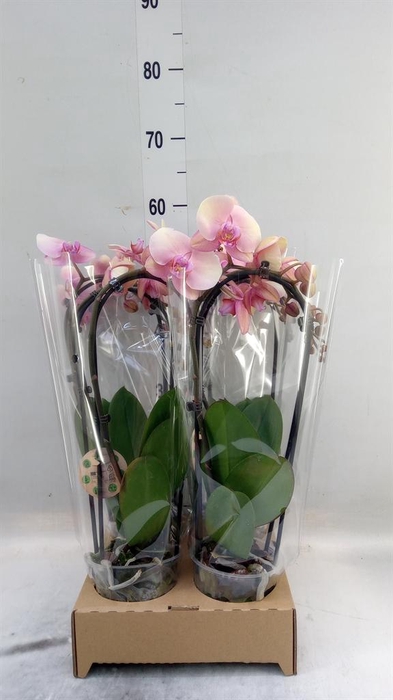 <h4>Phalaenopsis  'Elegant Cascade'</h4>