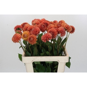 Dahlia (Ball Grp) 'Cornel Bronze'