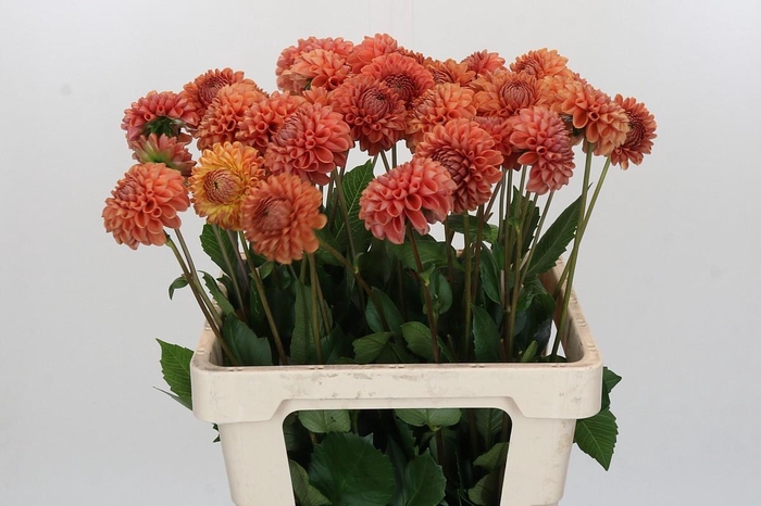 <h4>Dahlia (Ball Grp) 'Cornel Bronze'</h4>