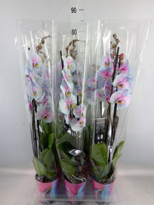 <h4>Phalaenopsis   ...</h4>