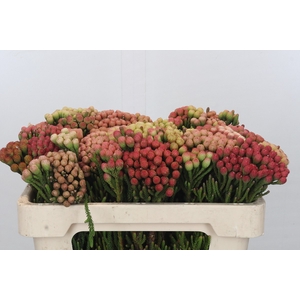 Kaaps Groen Red Brunia