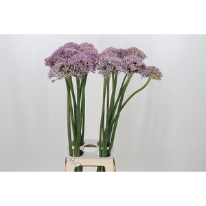 Allium Pink Jewel