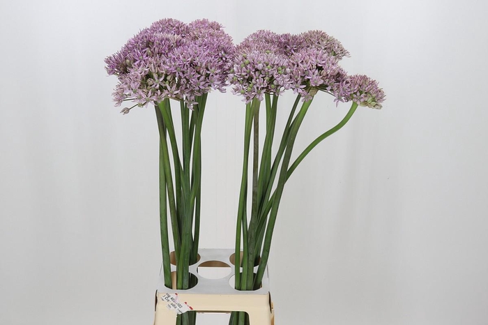 <h4>Allium Pink Jewel</h4>