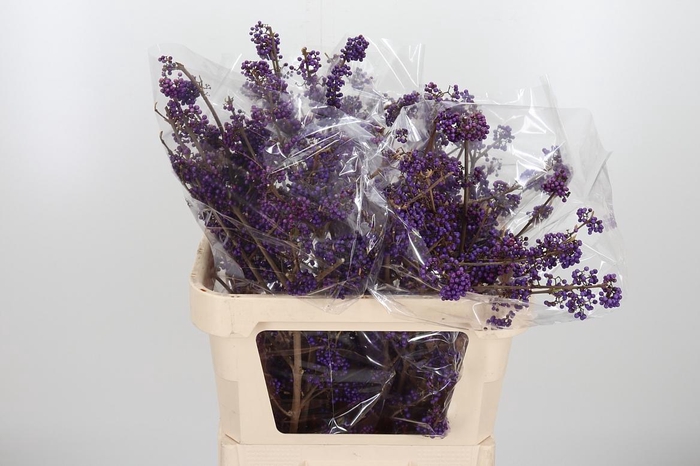 <h4>Callicarpa Bod Profu</h4>