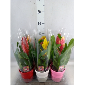 Vriesea   ...mix 6