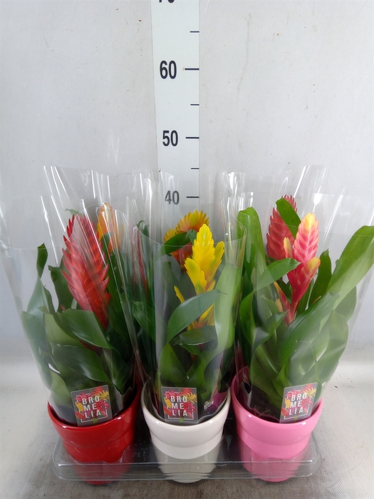 <h4>Vriesea   ...mix 6</h4>