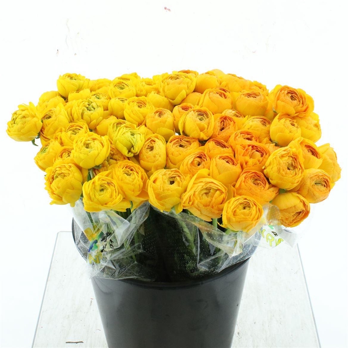 <h4>Ran Su Sr Pareo Dark Yellow 1a</h4>