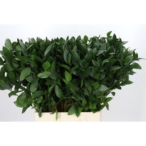 RUSCUS HYPOPHYLLUM