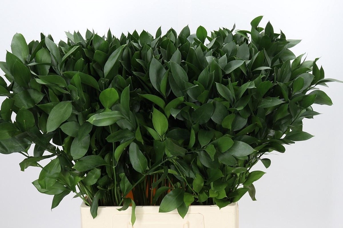 <h4>RUSCUS HYPOPHYLLUM</h4>
