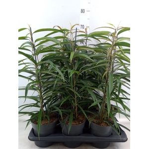 Ficus binn. 'Alii'